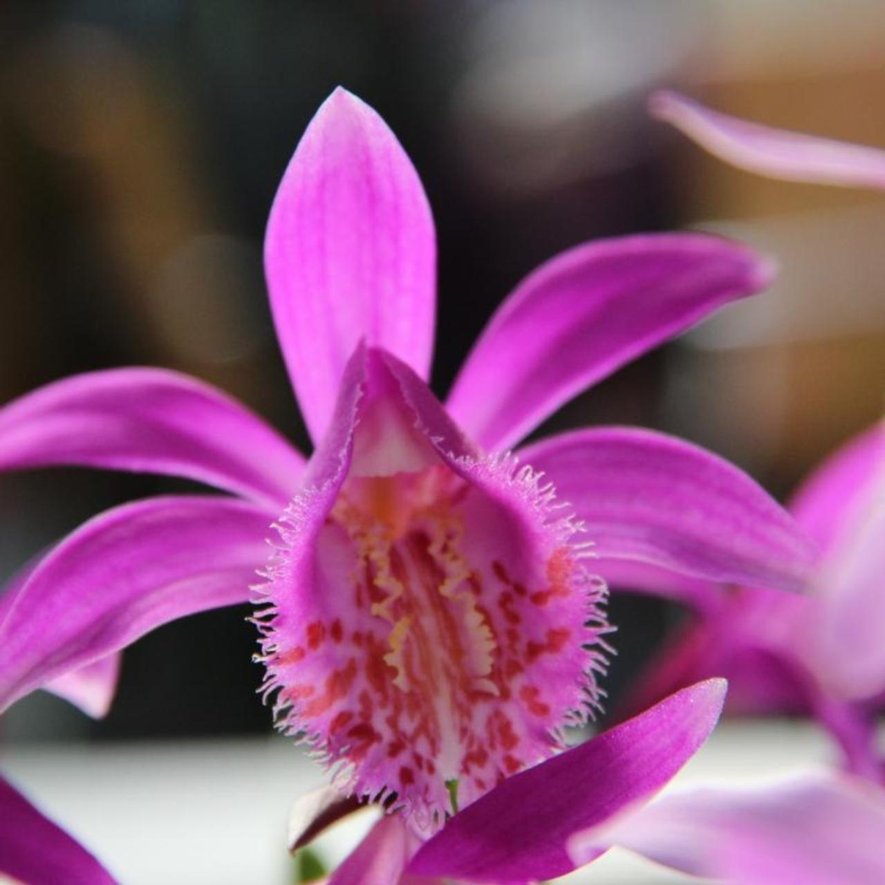 Pleione 'Tongariro' plant