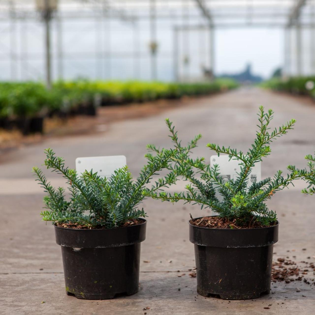 Podocarpus alpinus 'Blue Gem' plant