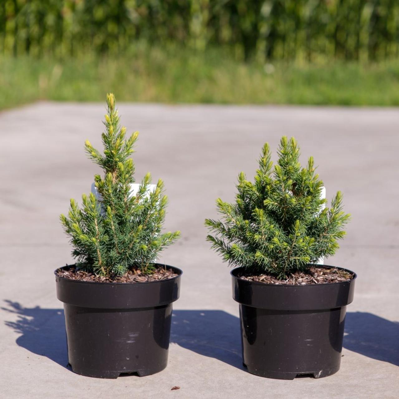 Podocarpus alpinus 'Jalako Red' plant