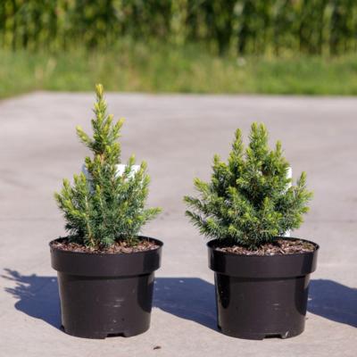 podocarpus-alpinus-jalako-red