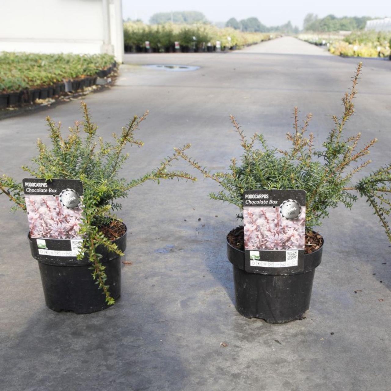 Podocarpus 'Chocolate Box' plant