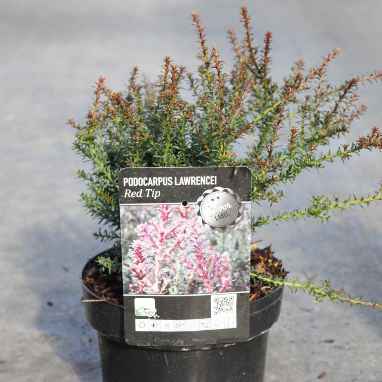 Podocarpus lawrencei 'Red Tip' plant