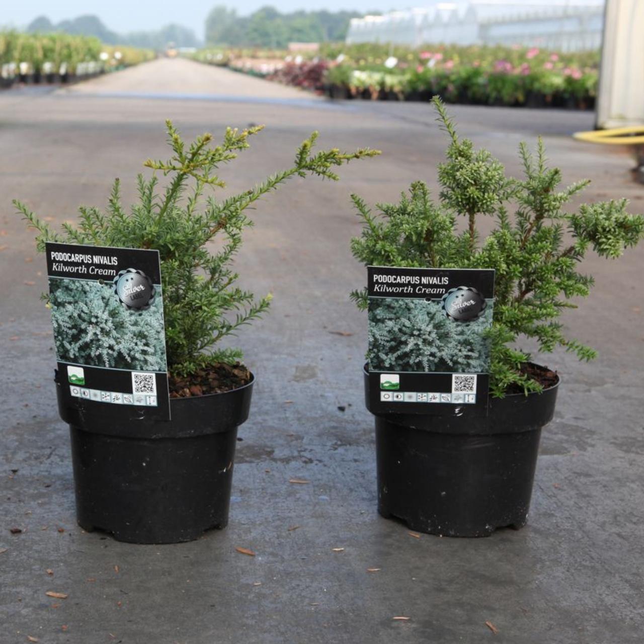 Podocarpus nivalis 'Kilworth Cream' plant