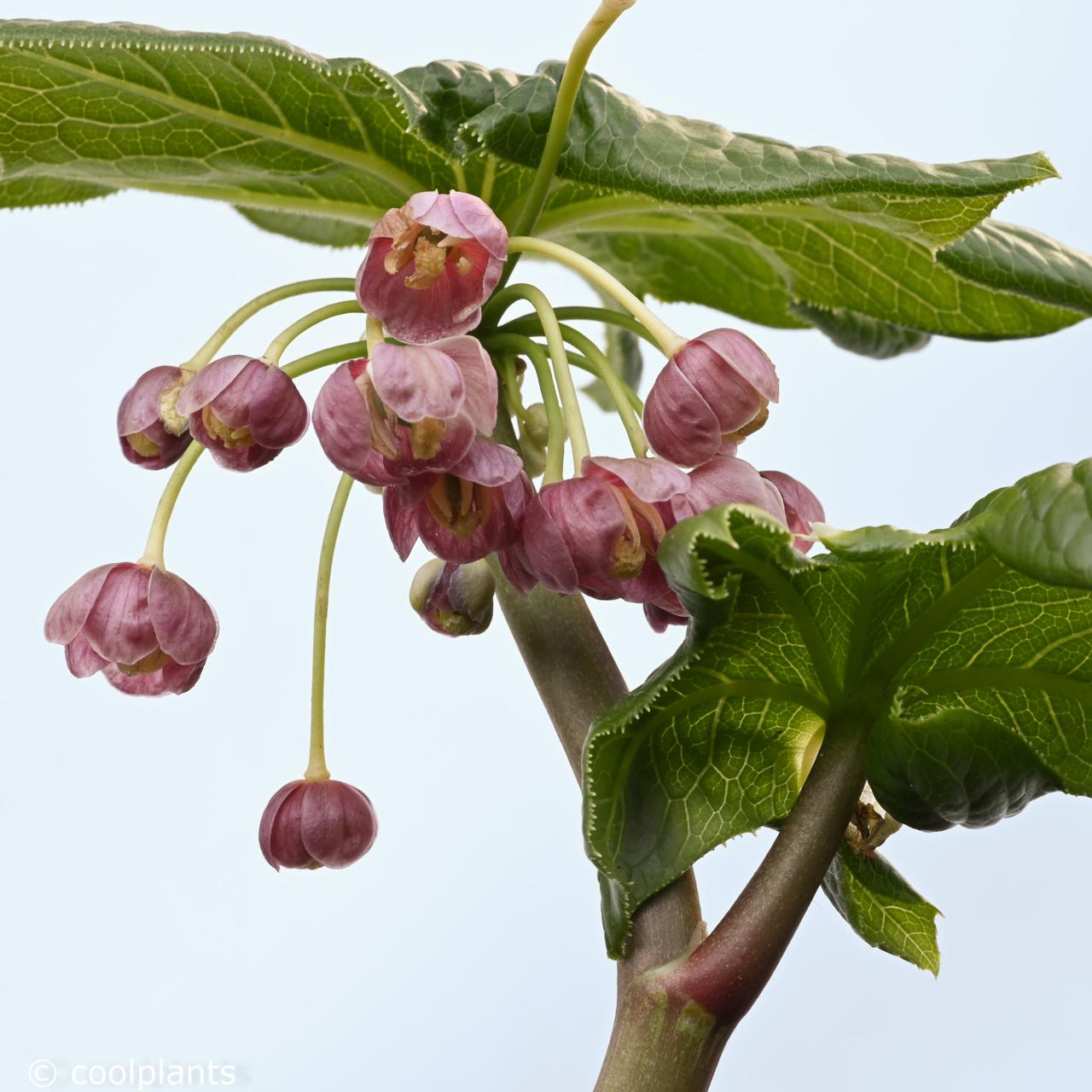 Podophyllum pleiantha plant