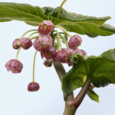 podophyllum-pleiantha
