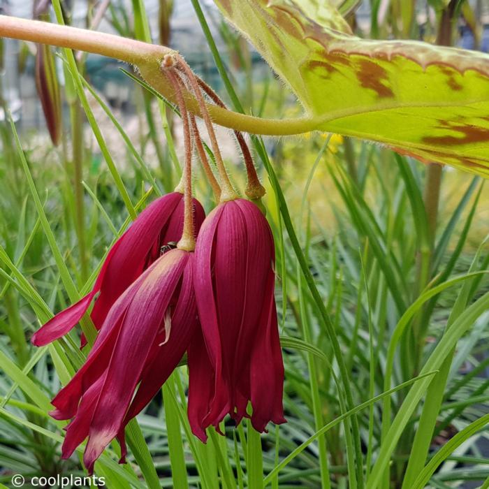 Podophyllum versipelle 'Spotty Dotty' plant