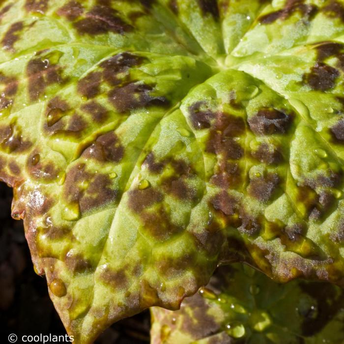 Podophyllum versipelle 'Spotty Dotty' plant