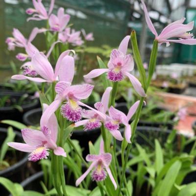 pogonia-ophioglossoides
