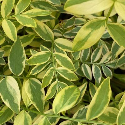 polemonium-golden-feathers