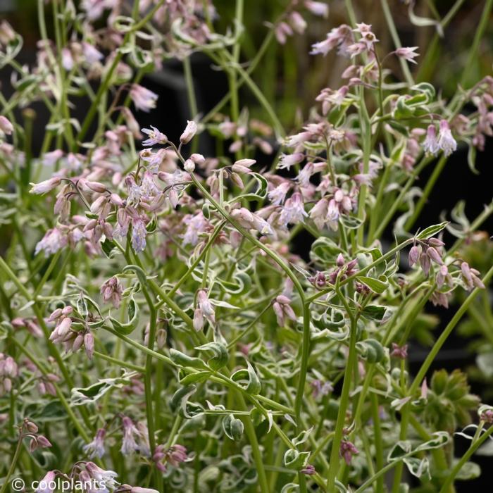 Polemonium 'Touch of Class'  plant