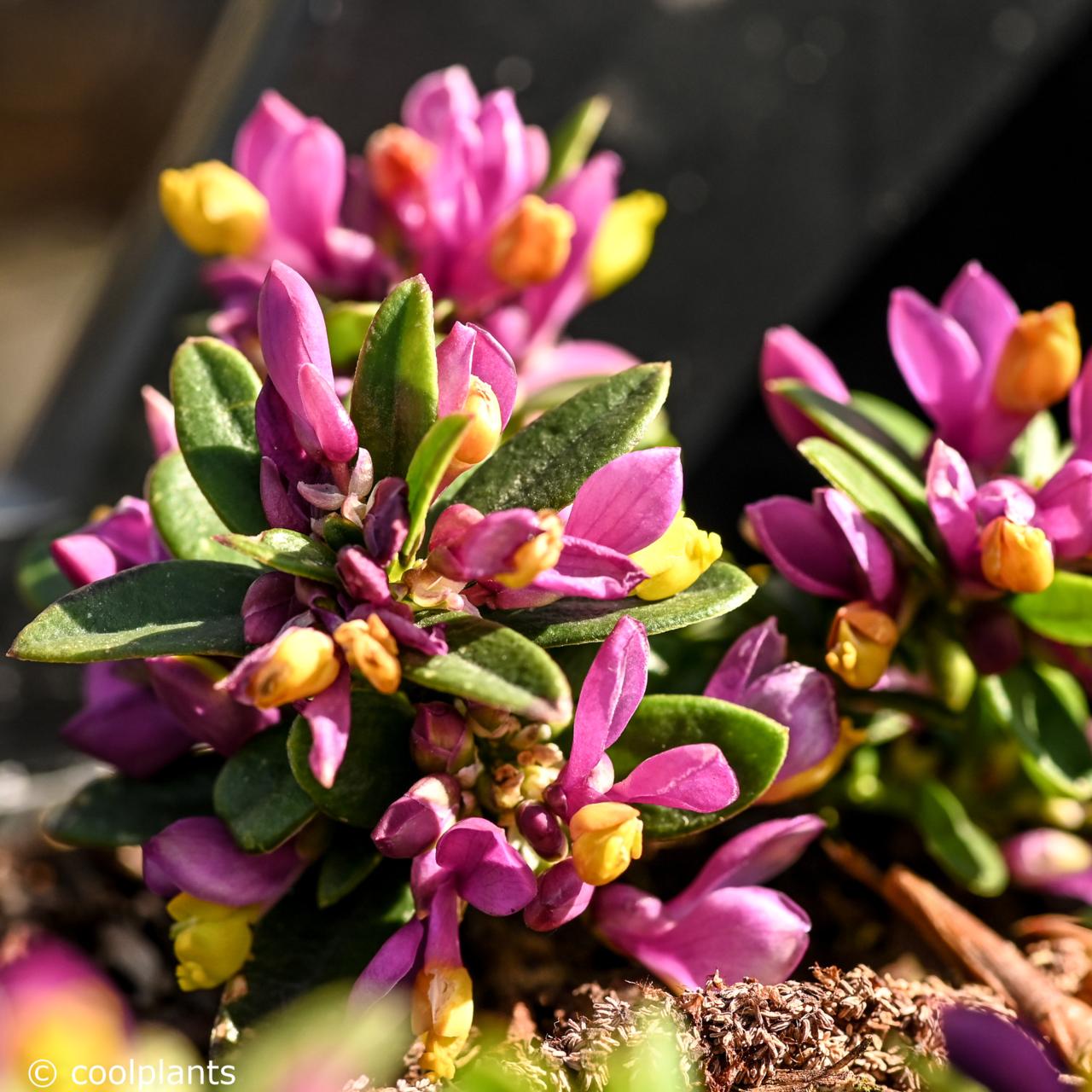 Polygala chamaebuxus 'Grandiflora' plant