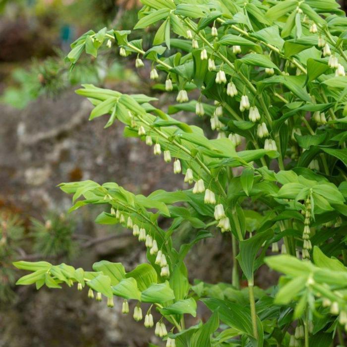 Polygonatum commutatum plant