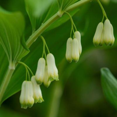 polygonatum-commutatum