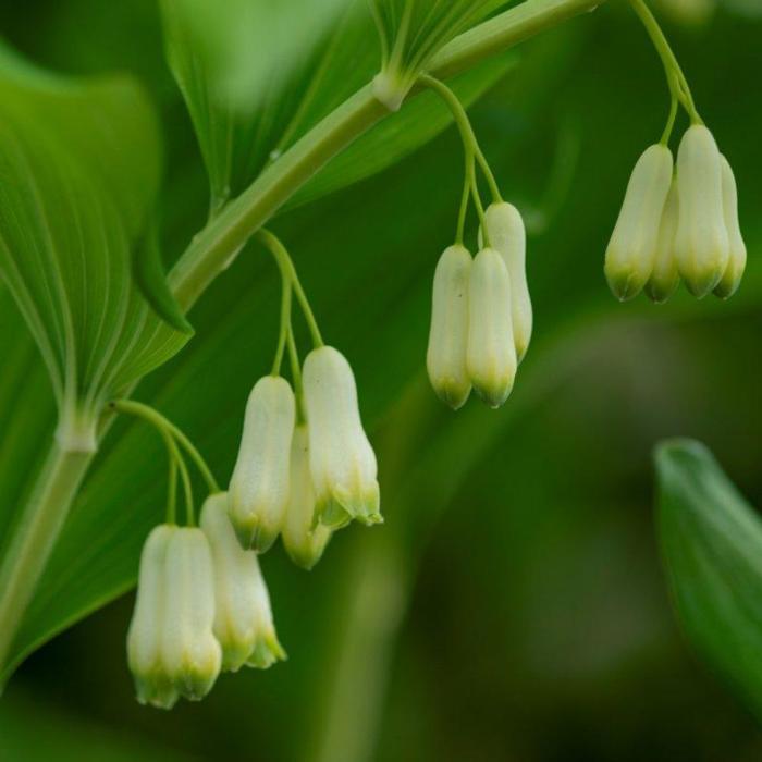 Polygonatum commutatum plant