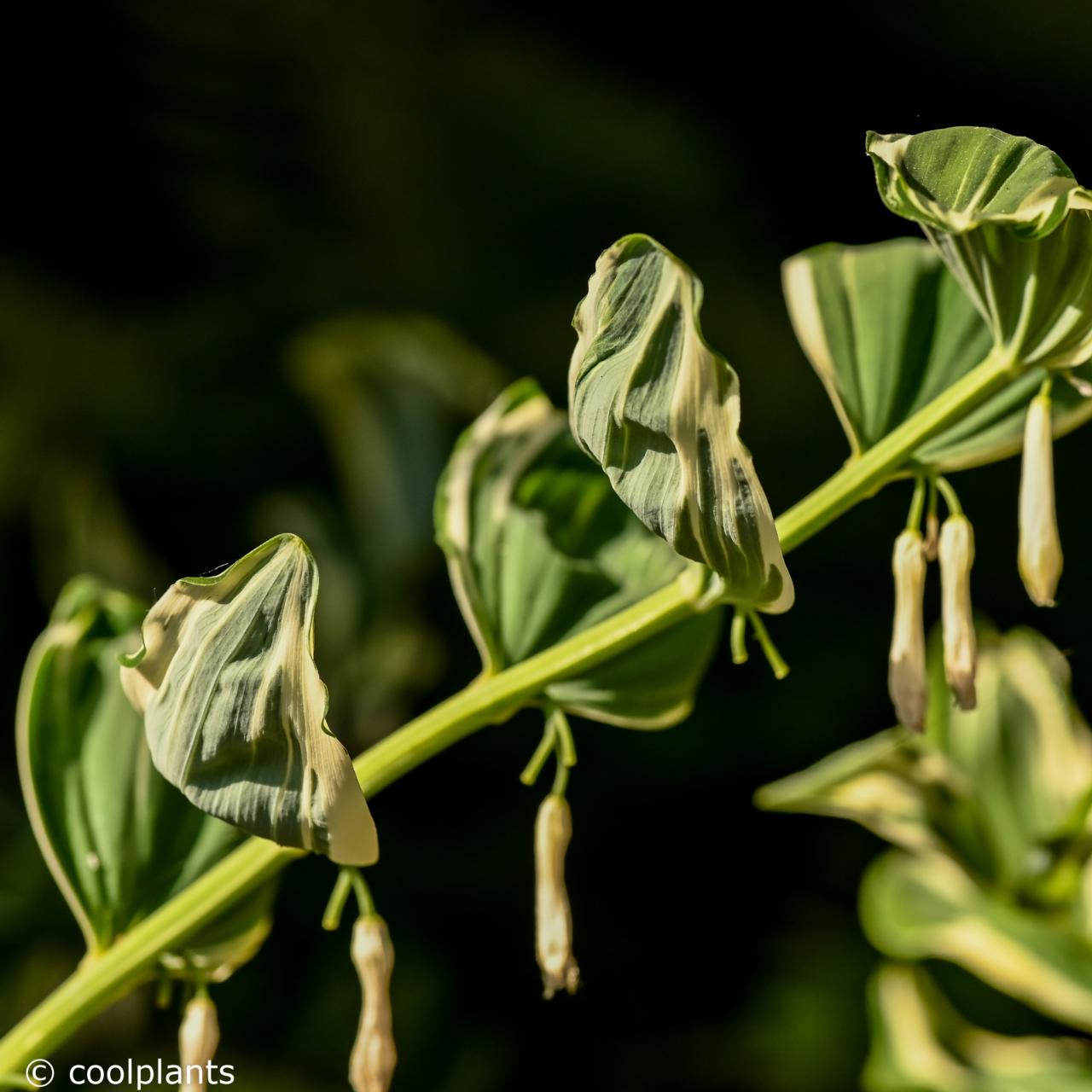 Polygonatum hybridum 'Striatum' plant