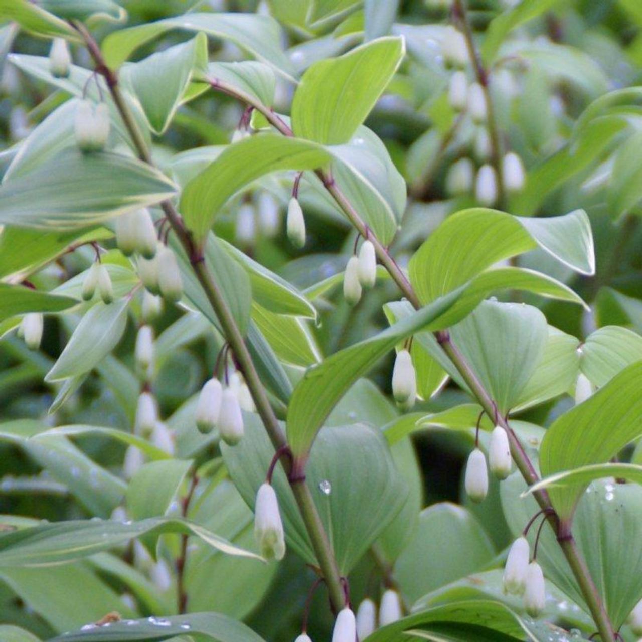 Polygonatum multiflorum plant