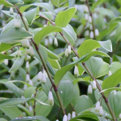 polygonatum-multiflorum