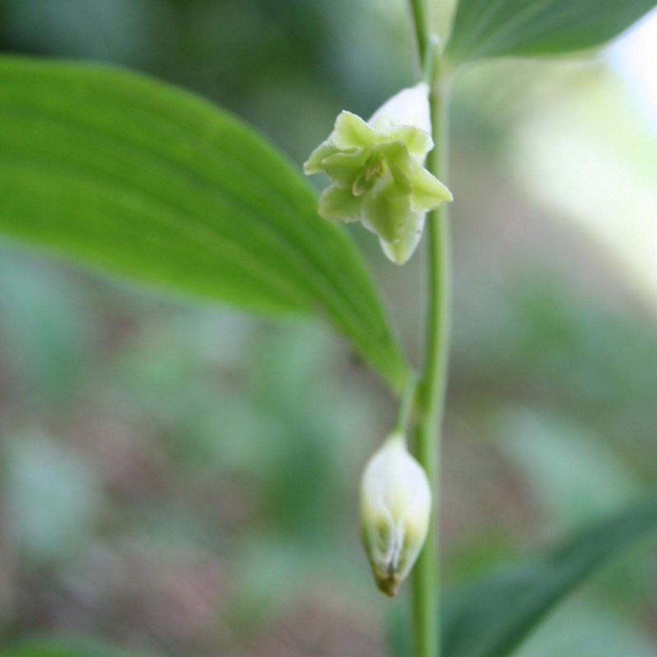 Polygonatum odoratum 'Flore Pleno' plant