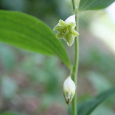 polygonatum-odoratum-flore-pleno