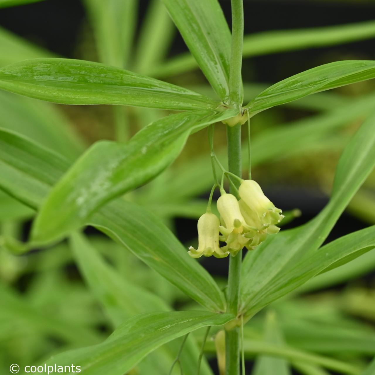 Polygonatum verticillatum 'Giant One' plant