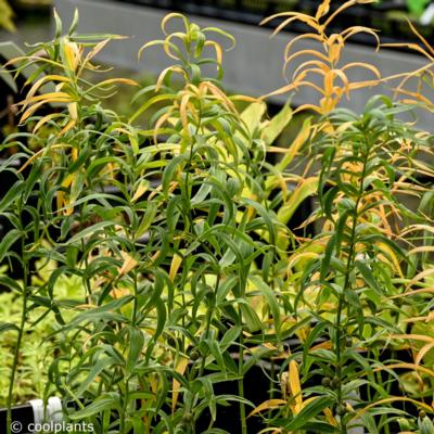 polygonatum-verticillatum