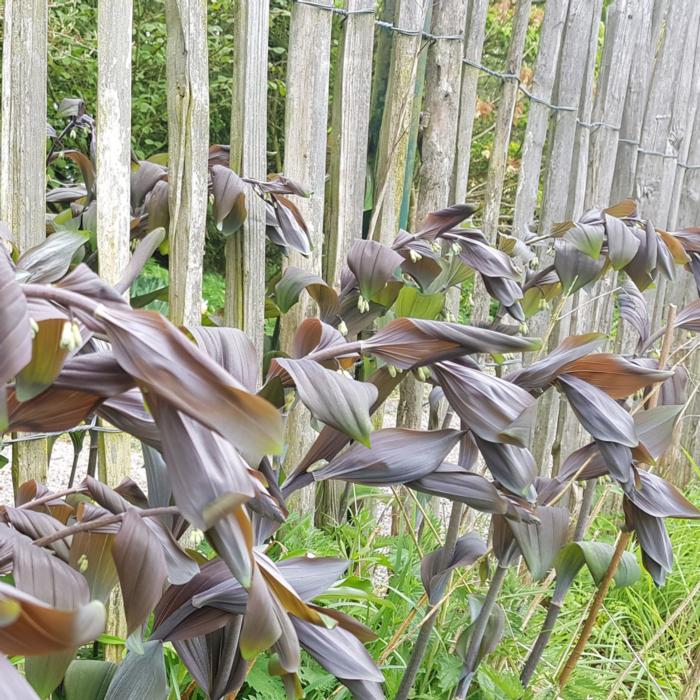 Polygonatum x hybridum 'Betberg' plant