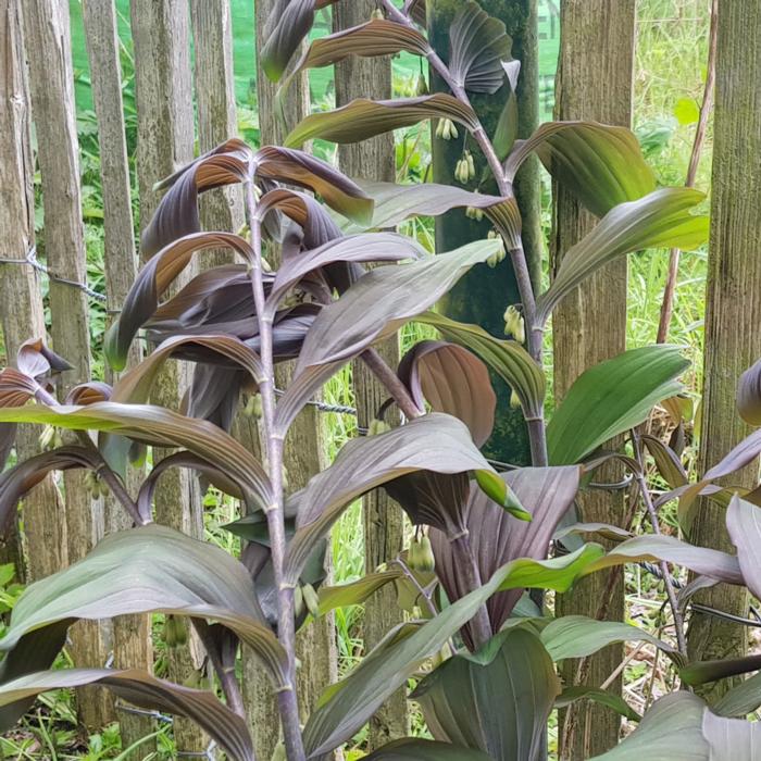 Polygonatum x hybridum 'Betberg' plant