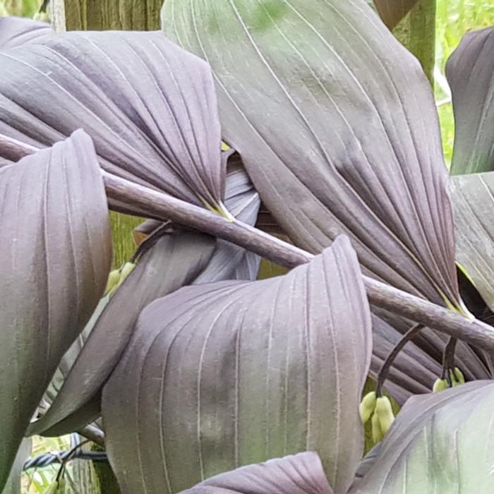 Polygonatum x hybridum 'Betberg' plant