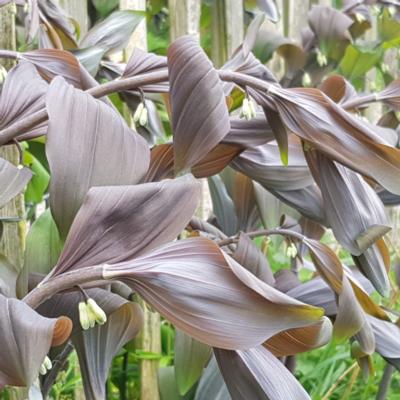 polygonatum-x-hybridum-betberg