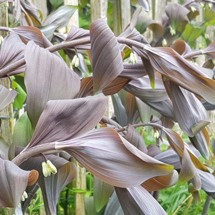 Polygonatum x hybridum 'Betberg' plant