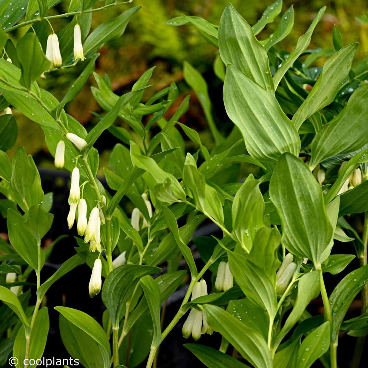 Polygonatum x hybridum 'Weihenstephan' plant
