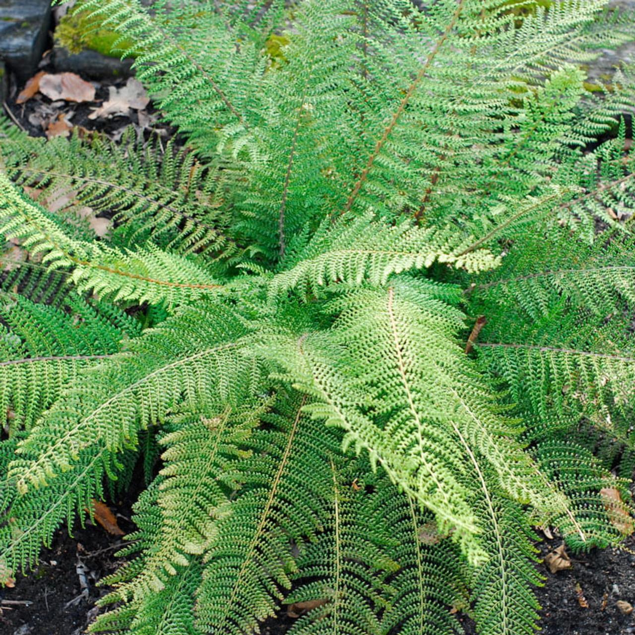 Polystichum setiferum 'Proliferum' plant
