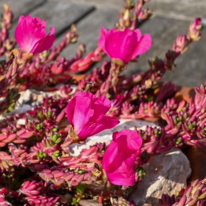 Portulaca gilliesii plant