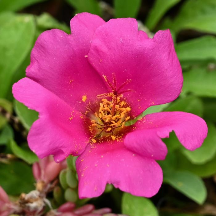 Portulaca gilliesii plant