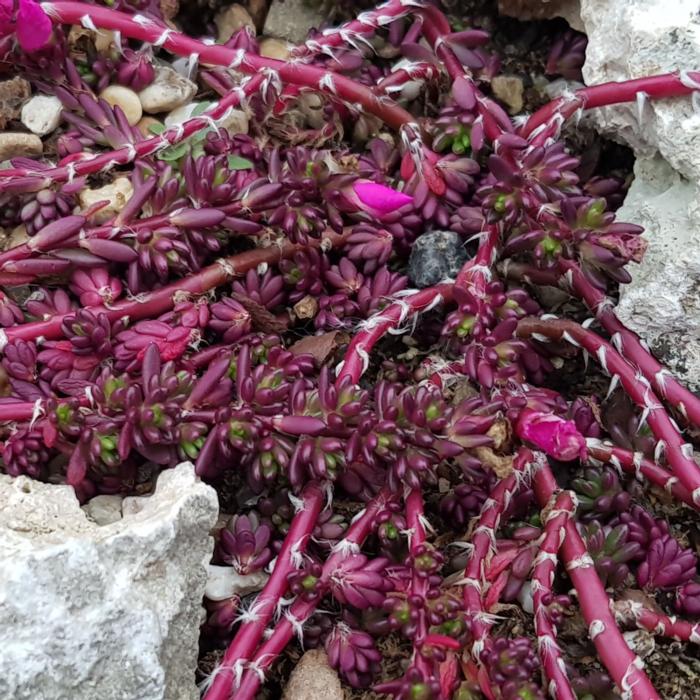 Portulaca gilliesii plant