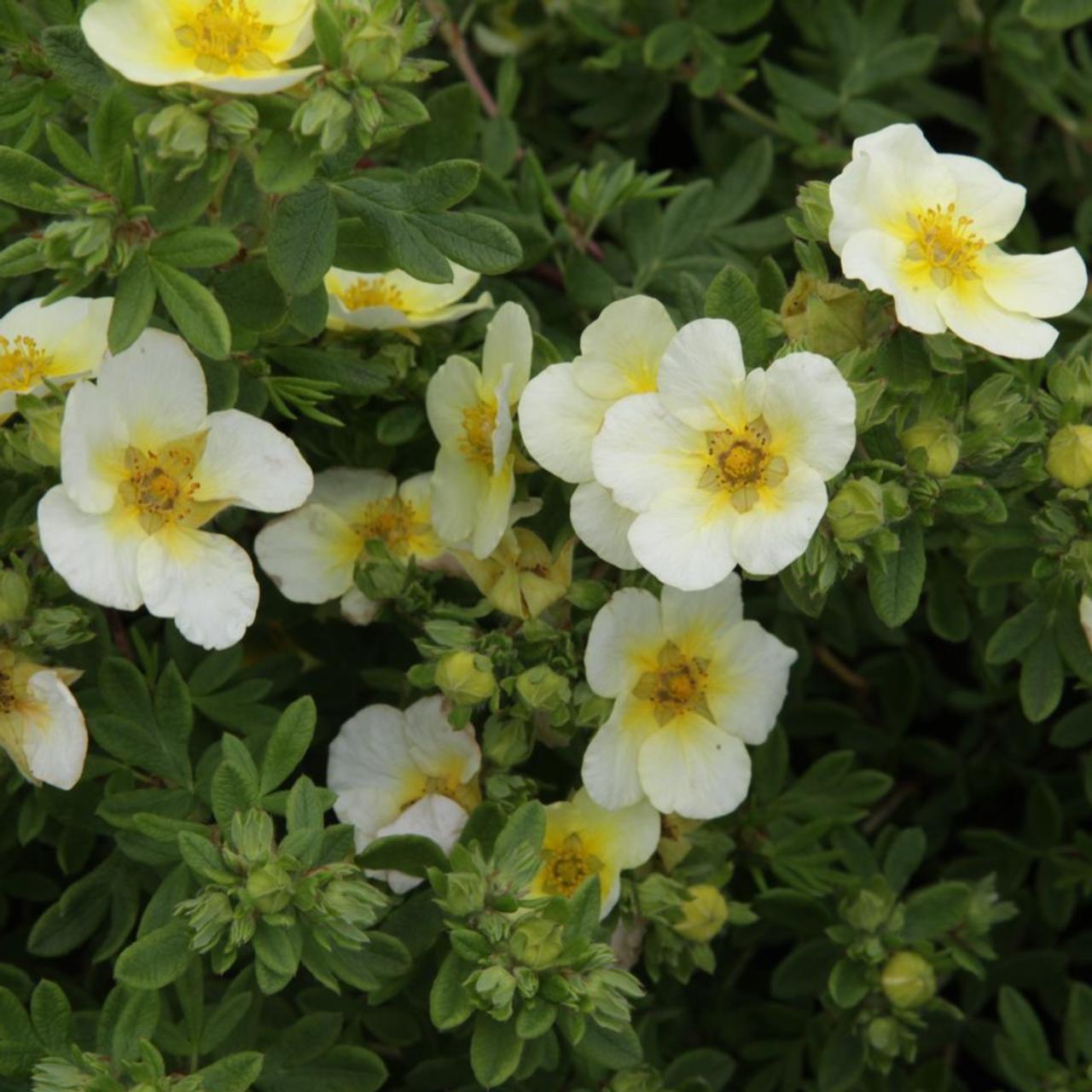 Potentilla frut. 'Limelight' plant