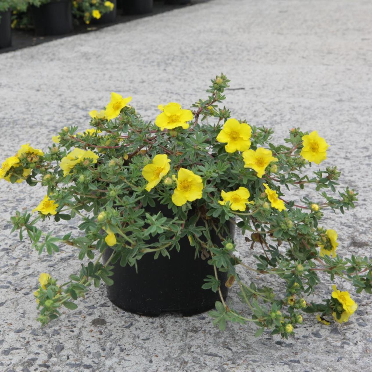 Potentilla frut. 'Med.Wheel Mount.' plant