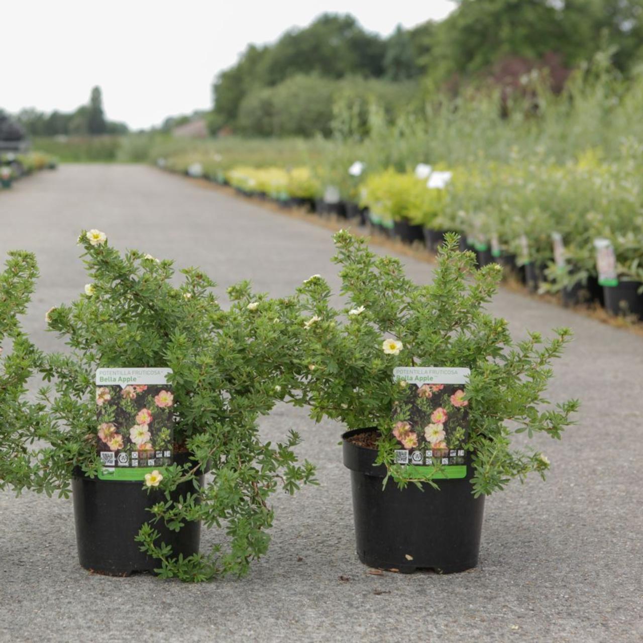 Potentilla fruticosa 'Bella Apple' plant