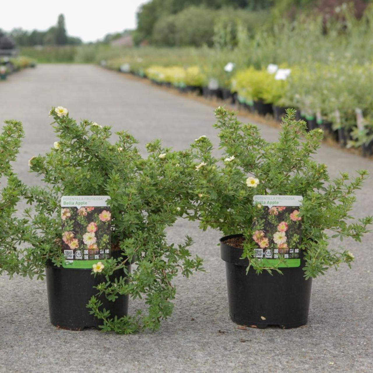 Potentilla fruticosa BELLA BIANCA plant