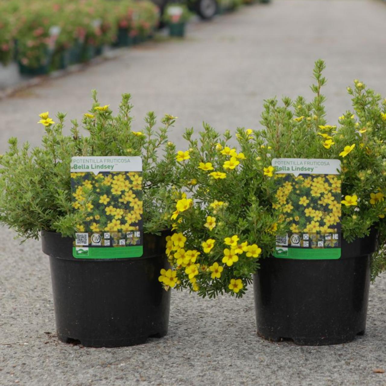 Potentilla fruticosa 'Bella Lindsey' plant