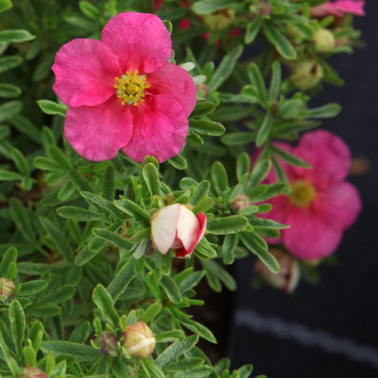 Potentilla fruticosa 'Bellissima' plant