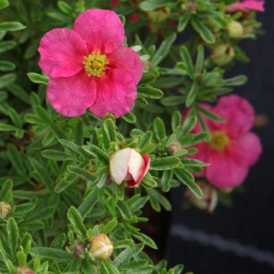 potentilla-fruticosa-bellissima