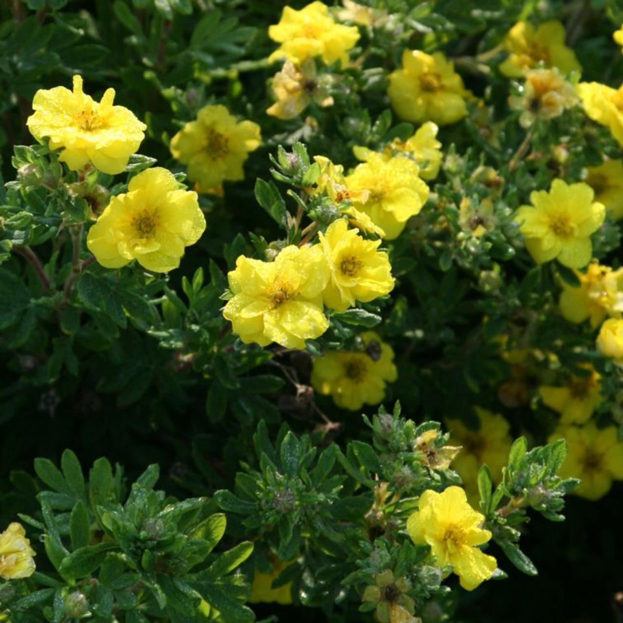 Potentilla fruticosa 'Citrus Tart' plant