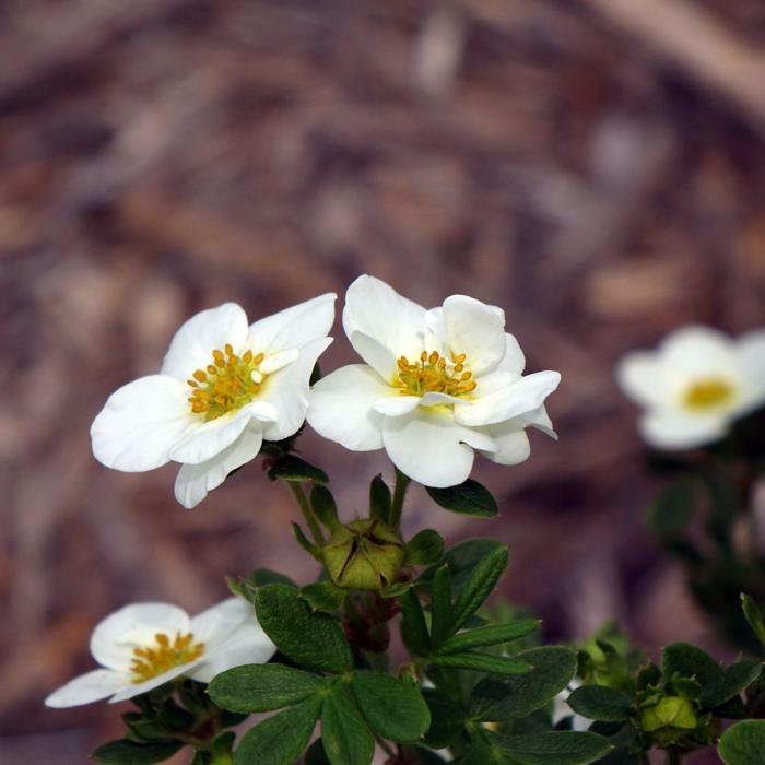 Potentilla fruticosa 'Crème Brulée' plant