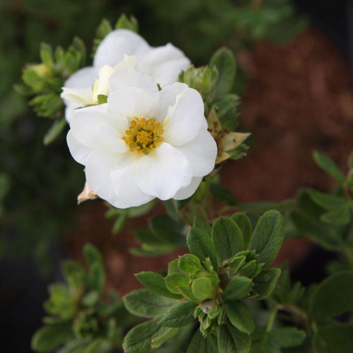 Potentilla fruticosa 'Crème Brulée' plant