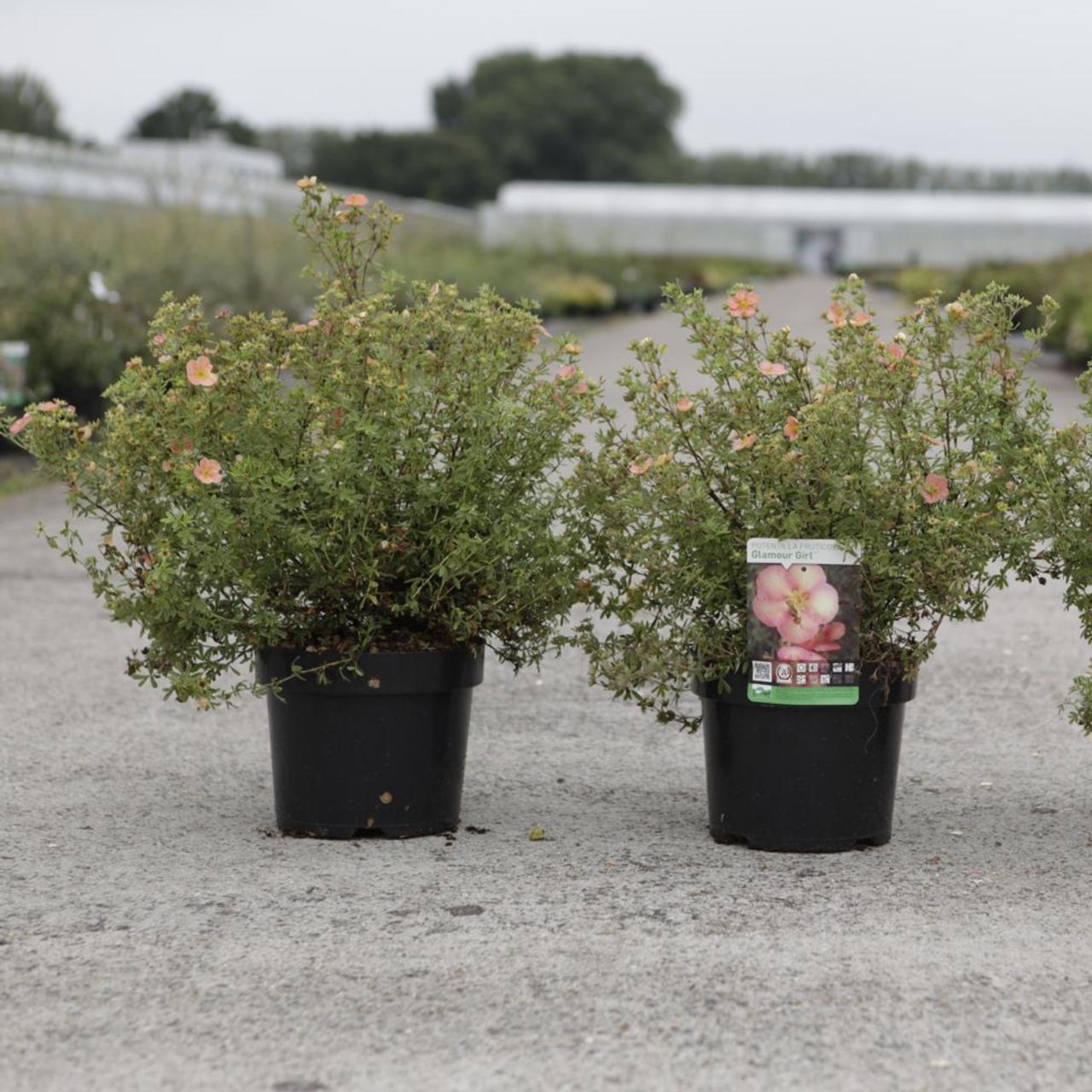 Potentilla fruticosa 'Glamour Girl' plant