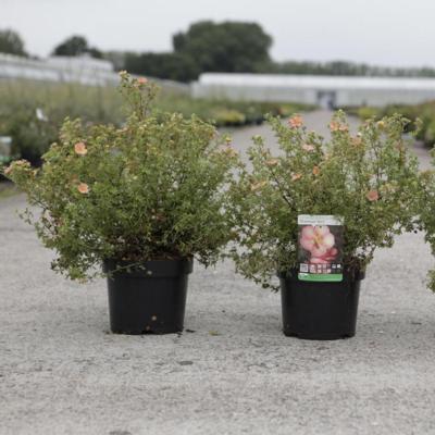 potentilla-fruticosa-glamour-girl