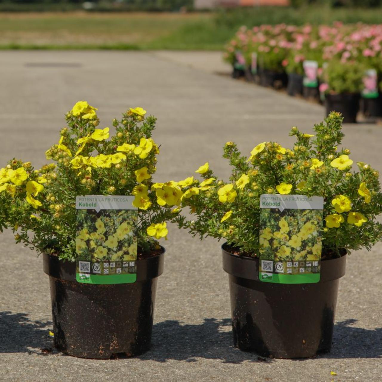 Potentilla fruticosa 'Kobold' plant