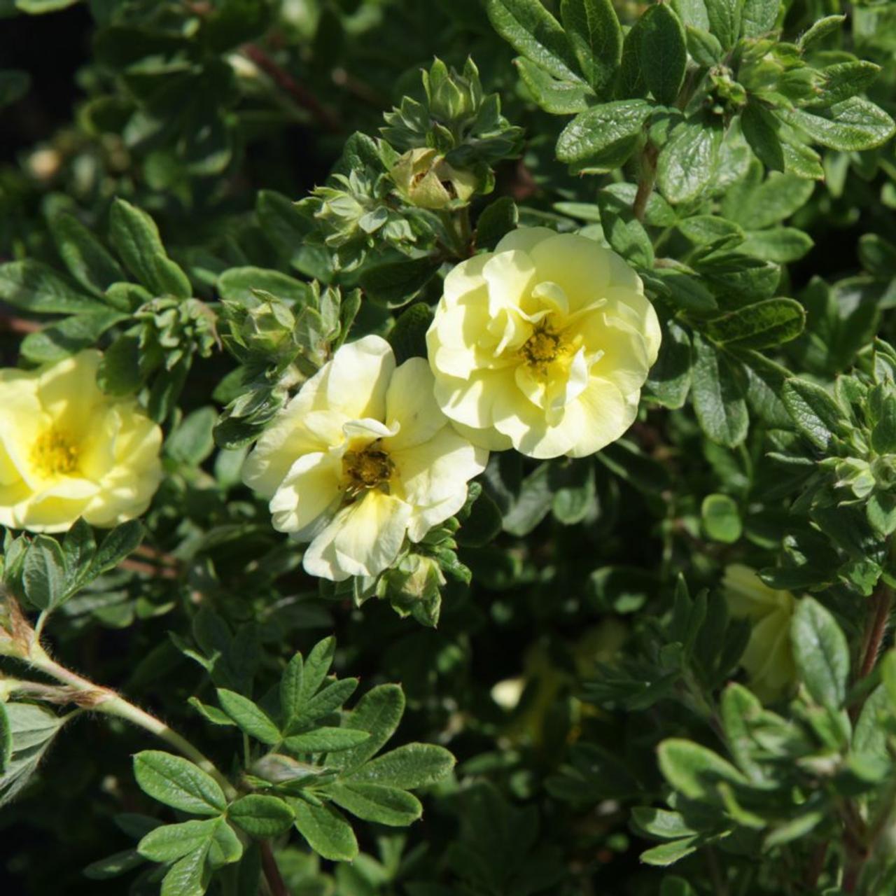 Potentilla fruticosa 'Lemon Meringue' plant