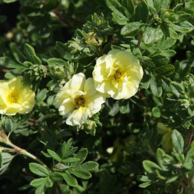 potentilla-fruticosa-lemon-meringue